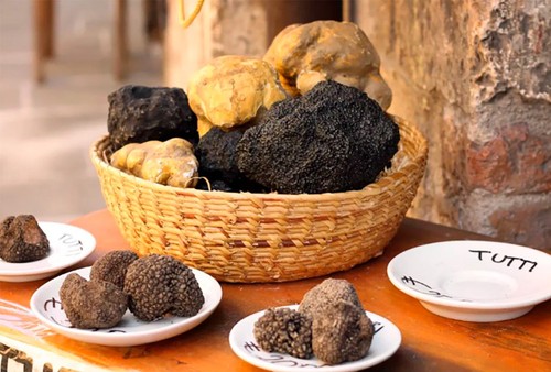 Variedades de trufa italiana: clasificación, calidad y criterios profesionales de selección
